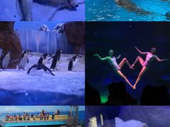-海合安成都极地海洋公园