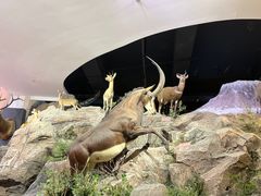 -陕西自然博物馆