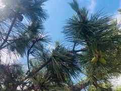 -青岛第三海水浴场