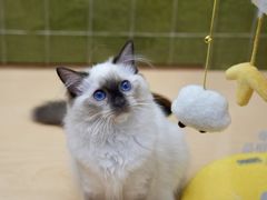 -帕帕拉兹宠物(亚洲旗舰店)