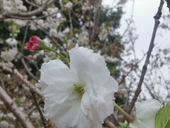 -天适樱花悠乐园