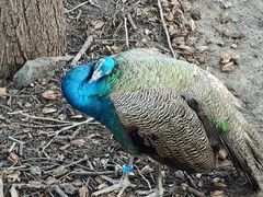 -北京麋鹿生态实验中心