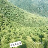 探秘宜兴竹海