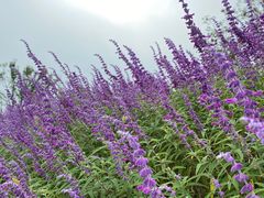 -上海植物园-4号门售票处