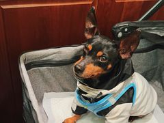 -蝶园·装修中(BFC外滩金融中心店)