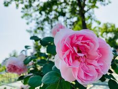 -莫愁湖公园