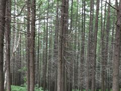 -驼梁风景区