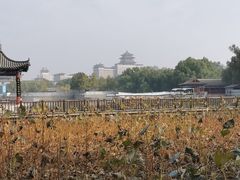 -莲花池公园