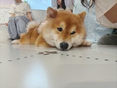 -毛绒耶耶撸宠馆·猫咖·狗咖·荷兰猪咖