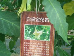 -淄博花灯齐彩城