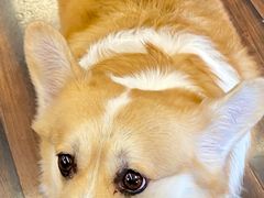 -豆柴町-柴犬主题狗咖(红鼎国际C座店)