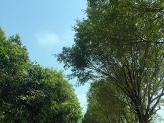 -洲心明记烧肉大粥(总店)