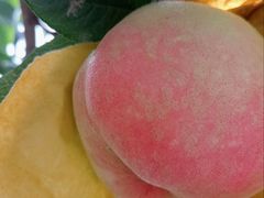 -老袁家蜜桃农场·阳山水蜜桃