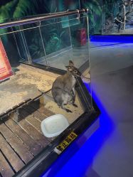 -未来动物城动物主题公园(大悦城店)