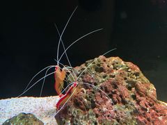 -暹罗海洋世界