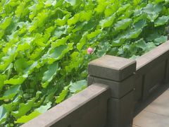 -四川大学(华西校区)