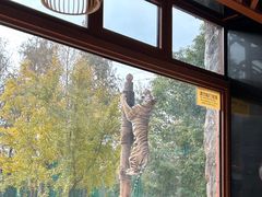 -上海野生动物园老虎餐厅