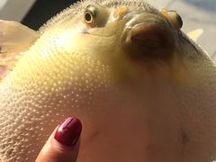 -肆月河豚·新淮扬(金融街店)
