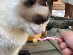 -喵屿·大理花园猫咖