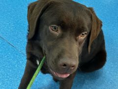 -天使宠物医院·犬猫分诊(彩虹店)