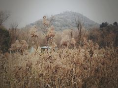 -西湖风景区-江洋畈生态公园