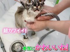 -艾吉宠物医院·疑难杂症转诊中心·猫友好(碧江路院)
