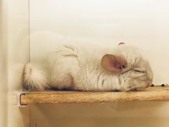 -龙猫仔乐园(惠福东路店)