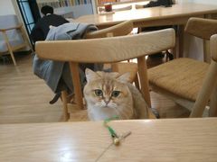 -滚猫咖啡·猫咖·猫友好撸猫(未来城店)
