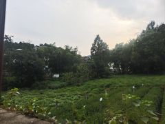 -野蔓果·山野菜(西湖景区·龙井茶田店)