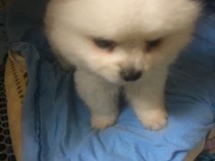 -爱侣宠医·鹦鹉专科·小型哺乳类·异宠专科(灵石路店)