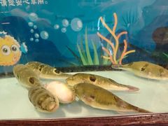 -肆月河豚·淮扬菜·湘菜(华天店)