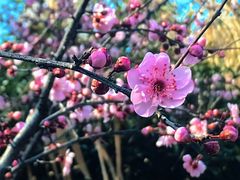 -三垟湿地