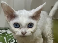 -青奢宠物·青奢猫舍