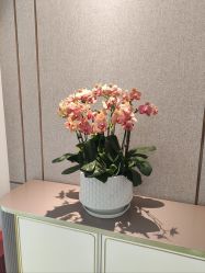 -漂亮妈妈通乳·塑形·产后恢复(奥体店)