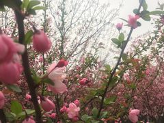 -金鸡湖桃花岛