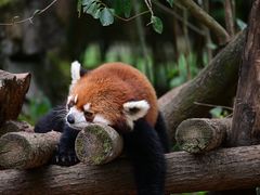 -成都大熊猫繁育研究基地