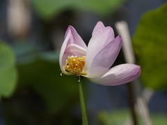 -荷花荡