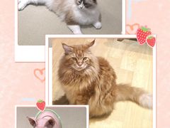 -藏猫猫咖啡主题馆(中央大道店)