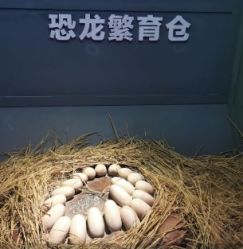 -恐龙探索乐园(磁器口店)