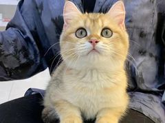 -lincat·猫舍(广州店)