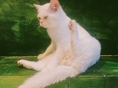 -猫色咖啡·猫咖