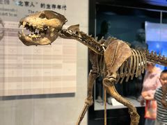 -北京周口店北京人遗址博物馆