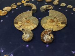 -青岛贝壳博物馆