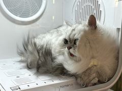 -momokira米努特·德文卷毛猫·棉花面纱犬