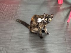 -谢怀亮芝麻茶
