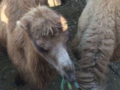 -泉州海丝野生动物世界