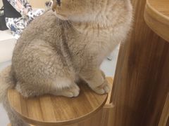 -飞行喵MR PILOT|猫舍·猫咖(静安大融城店)