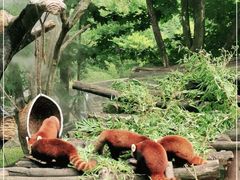 -都江堰中华大熊猫苑