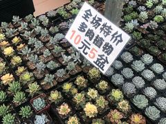 -三圣花乡旅游区