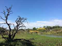 -鹤之洲湿地公园